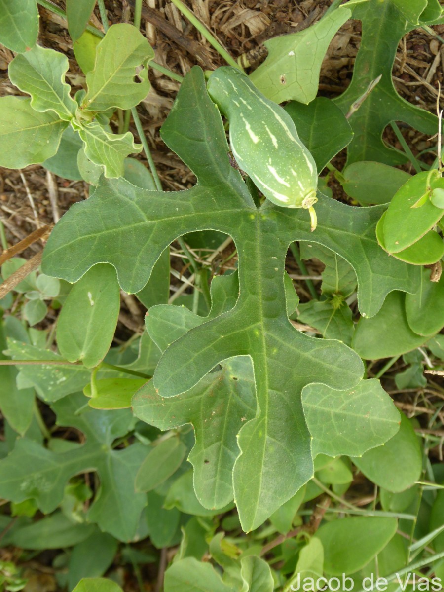 Coccinia grandis (L.) Voigt